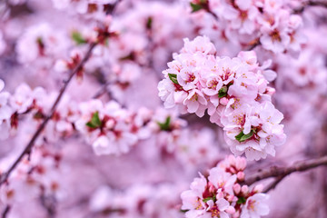 Blossom pink tree over nature background. Close-up.