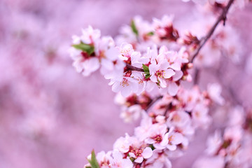 Blossom pink tree over nature background. Close-up.