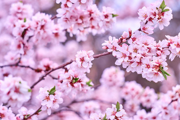 Fototapeta na wymiar Blossom pink tree over nature background. Close-up.