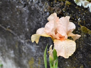 Gladiole