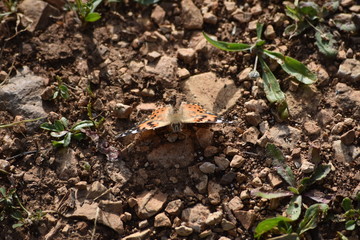 israel nature