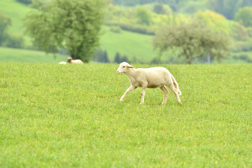 Obraz premium Domestic sheep on pasture on the green grass