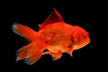 Fototapeta premium Carassius auratus goldfish Black background