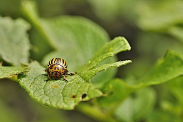 Colorado potato beetle (Leptinotarsa decemlineata)