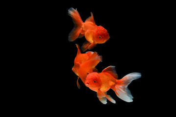 Fototapeta na wymiar Carassius auratus goldfish Black background