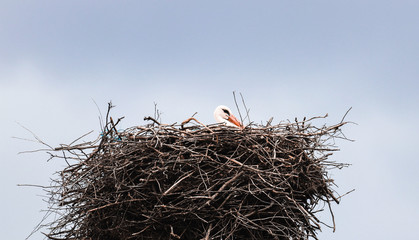 Stork in a nest on a spring day