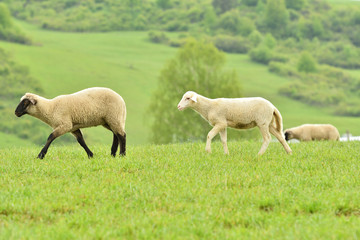 domestic sheep walks on a meadow and eats grass
