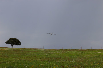 Stork flying with grey sky in background
