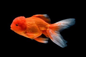 Carassius auratus goldfish Black background