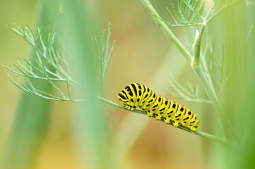 Swallowtail butterfly, Papilio machaon climbs the green leaf.