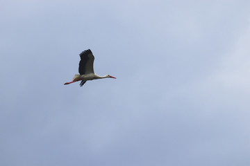 Stork flying with grey sky in background
