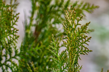 Green and thin branches of the Bush 