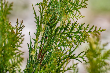 Green and thin branches of the Bush 
