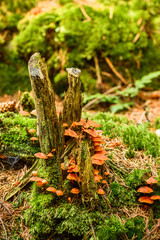 Rotten tree trunk covered with orange small mushrooms.