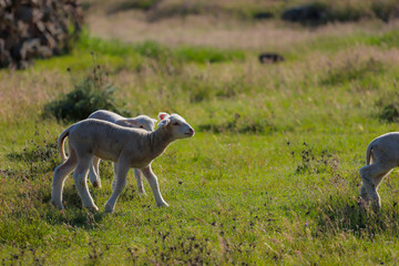 Obraz na płótnie Canvas Small cute lamb gambolling in a meadow in a farm