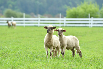 domestic sheep walks on a meadow and eats grass