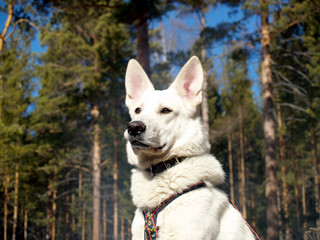 Obraz premium portrait of a dog