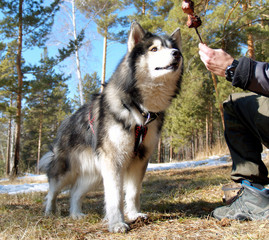 portrait of siberian husky