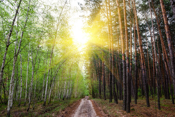 Sun over road in the mixed forest