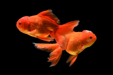 Carassius auratus goldfish Black background