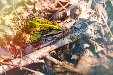 Edible frog, green frog, common water frog