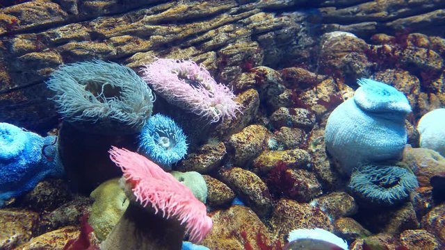 Actinia or Sea Anemone in sea marine aquarium
