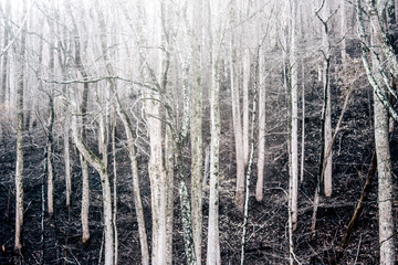 Trees After Forest Fire Great Smoky Mountains National Park on the Border of Tennessee and North Carolina  