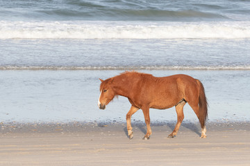 Wild Horses on the Northern End of the Outer Banks on the Beach at Corolla North Carolina
