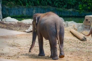 シンガポール動物園の象
