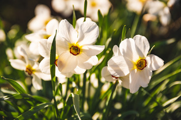 Obraz premium Daffodils growing in green grass on a meadow in spring.