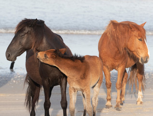 Wild Horses on the Northern End of the Outer Banks on the Beach at Corolla North Carolina