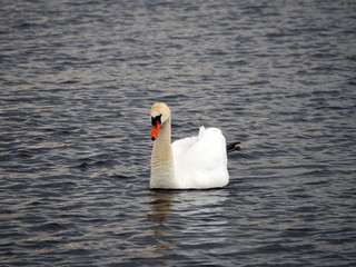 Naklejka premium A white swan is flying in the water. 