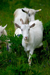 Fototapeta premium A herd of sheep grazing in a meadow, eating grass and plants.