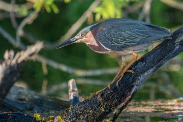 Green heron stalking perched on log above water