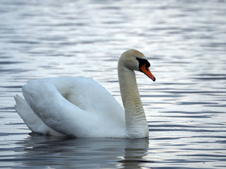 Fototapeta na wymiar A white swan is flying in the water.