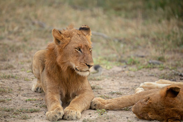 A beautiful pride of lions photographed in southern africa doing their business.