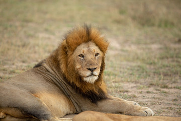 A beautiful pride of lions photographed in southern africa doing their business.