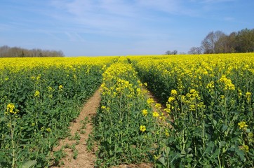 Colza field near Paris in France, Europe
