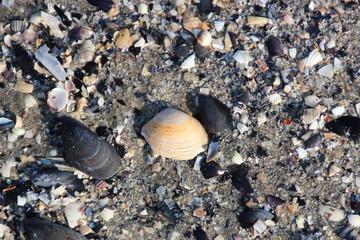 shells on the beach
