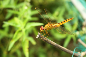 dragonfly on leaf