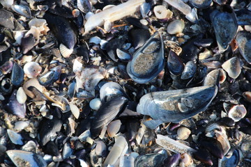 sea shells on the beach