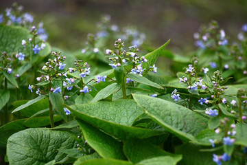 Brunnera macrophylla. Large green leaves and inflorescences with small blue flowers have formed continuous thickets.