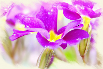 Fototapeta na wymiar Imitation of the picture. Blooming Primula