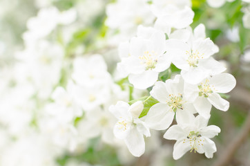 Naklejka na ściany i meble Flowers of Apple blossom. Background of white, beautiful and spring plants.