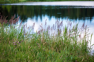 Fototapeta na wymiar country lake in summer