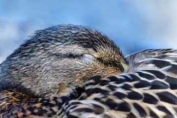 Portrait einer Stockente
