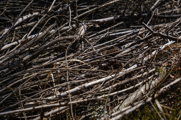 old dry tree trunks and stomps in green spring forest