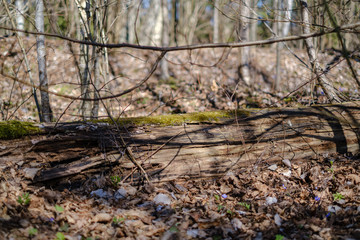 Fototapeta premium old dry tree trunks and stomps in green spring forest