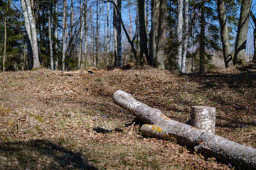 old dry tree trunks and stomps in green spring forest