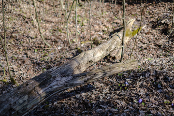 old dry tree trunks and stomps in green spring forest